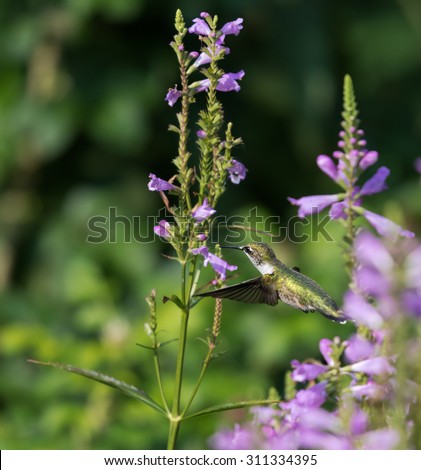 Female Ruby-throated Hummingbird on Green Background