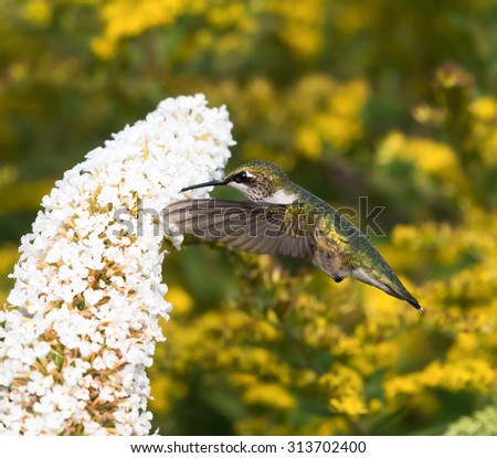 Female Ruby-throated Hummingbird sipping nectar from the white flower on yellow background