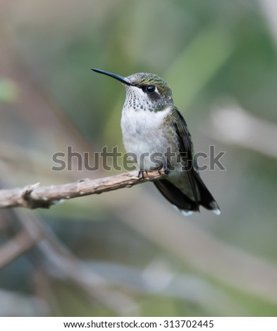 Female Ruby-throated Hummingbird perched on a branch