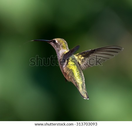 Female Ruby-throated Hummingbird in flight on green background