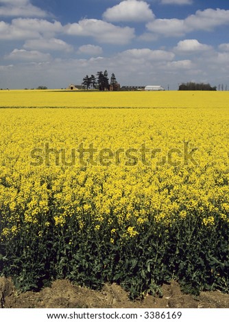 farmland clouds trees ploughed earth soil agriculture oil seed rapeseed