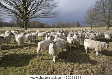 A herd of sheep, animals on farm illustrating farming, agriculture, wool, livestock and animals.