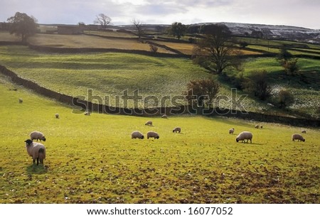 eu europe uk united kingdom great britain england dry stone walls sheep swaledale
