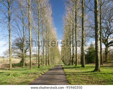 Umberslade an avenue of poplar trees road lane