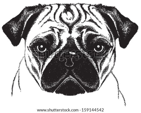 Black and white vector sketch of a fawn pug's face