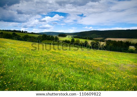 meadows with yellow flowers in alpine meadows in Burgsinn, Bavaria