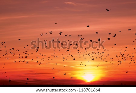 silhouettes of flying migratory birds over sun during sunset