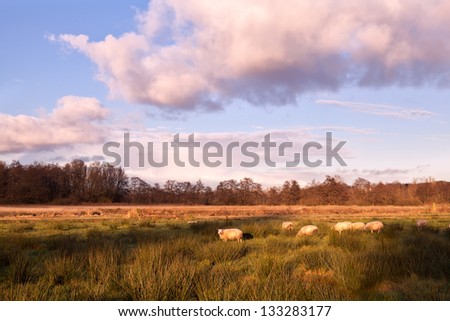 few sheep on sunny pasture before sunset
