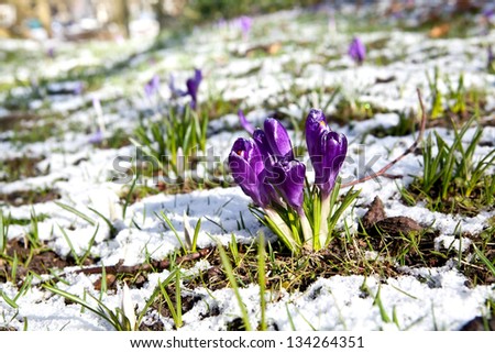 beautiful violet crocus flowers on snow during early spring, Netherlands