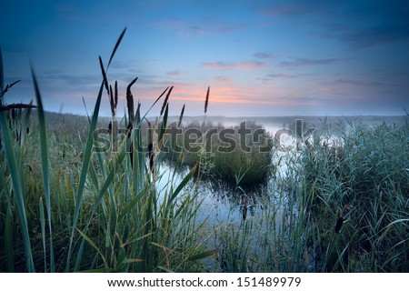 view on misty swamp at sunrise, Drenthe, Netherlands