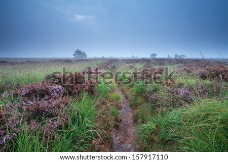 path through swamp with flowering heather during misty morning
