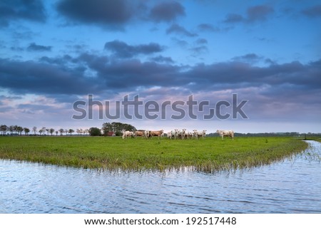 cows on pasture by river at sunset, Netherlands