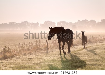 Similar – Foto Bild Pferde auf einer nebligen Wiese