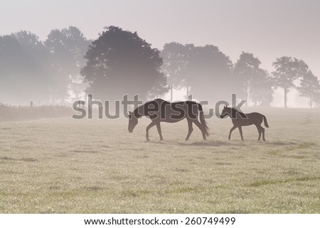 horse family walk on misty pasture at sunrise