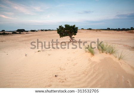 pine tree on sand dunes at sunset, Netherlands