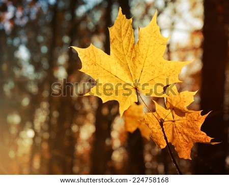 Autumnal yellow maple leaves in rays of sun on blurred background, foliage, sunlight