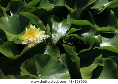  Pond lily in small lake in garden of The Benedictine Pannonhalma Archabbey, Hungary  Stock fotó © 