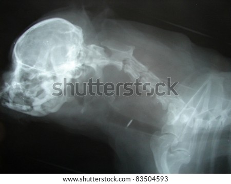 Identification chip on the neck of dog - roentgen (x-ray) picture.