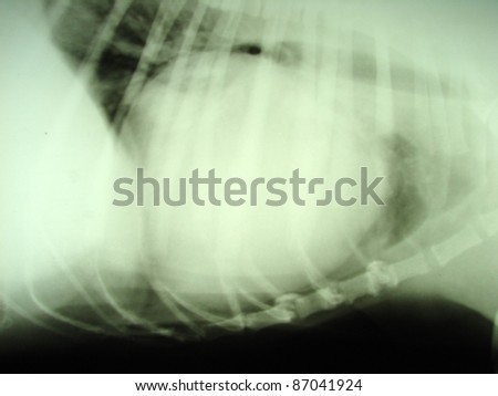 Effusion in pericardium by dog, x-ray picture