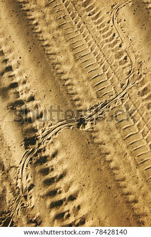 lizard track above the tire track on the sand