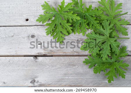 SCENTED GERANIUMS leaves natural mosquitoes repellent on a wooden table