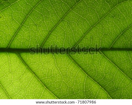 Semi abstract backlit leaf pattern