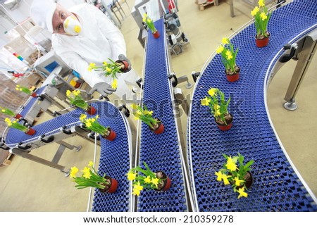 specialist working with flowers on conveyor belt,contemporary business