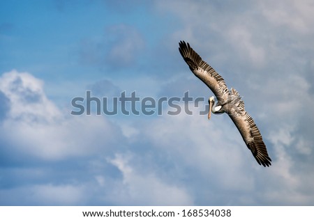 Flying pelican in the blue sky in Mexico with wide open wings