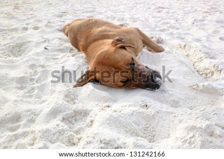 A brown local dog sleeps on the white sand floor of the beach