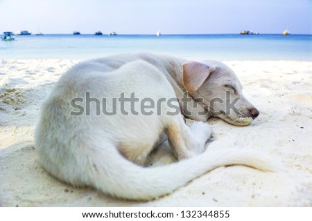 A white local dog sleeps on the white sand floor of the beach