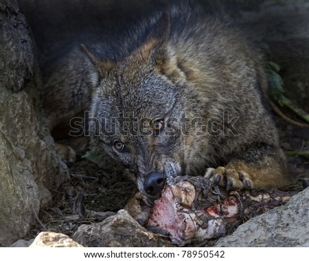 The wolf Canis lupus is a member of the mammalian order known as Carnivora