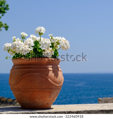 A pot with white geranium on the wall of Corfu Old Fortress, Greece.