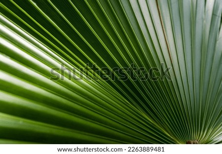 Similar – Image, Stock Photo shadow plays Leaf leaves