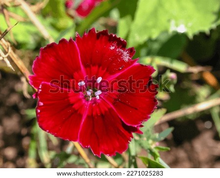 Image, Stock Photo wild carnations Flower