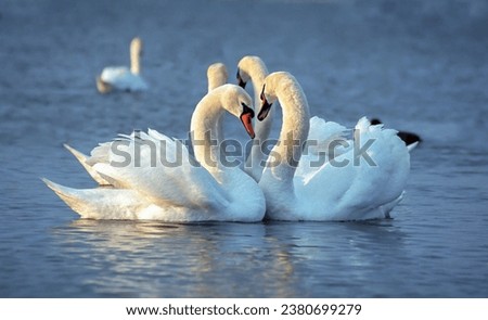 Image, Stock Photo swan lake Swan White Water