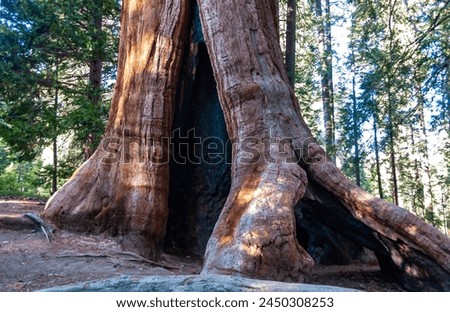 Similar – Foto Bild Mammutbaum (Sequoia) Natur