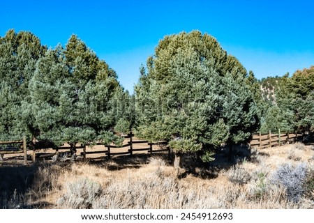 Similar – Image, Stock Photo Monument Valley Juniper