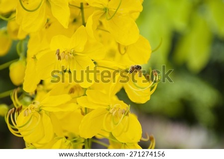 Golden shower or Cassia fistula, national flower of Thailand