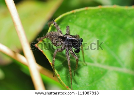 small brown-black spider on a green leaf in the sun in the summer