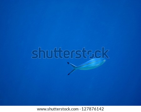 blue fish in the blue sea water