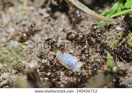 many ants in the summer when the ants protect larvae