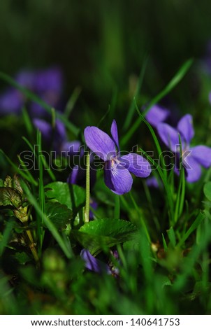 fresh purple violet in grass and flowers portrait