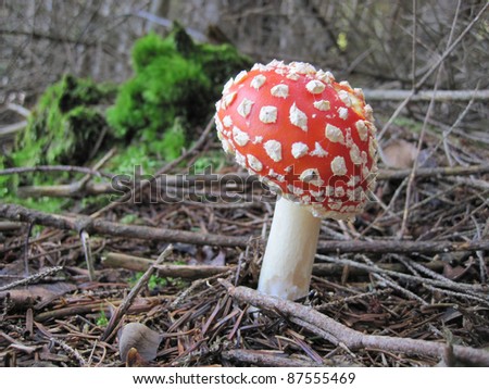 red fly agaric with beautiful white point, mushroom in the wood