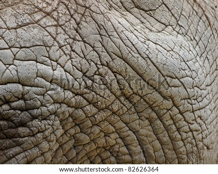 African Elephant Skin Close Up Stock Photo 82626364 : Shutterstock