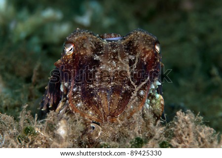 Common cuttlefish front view (Sepia officinalis)