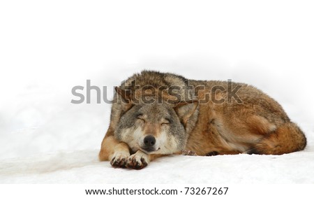 sleeping wolf