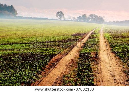 vehicle tracks through new crop in farmland field at sunrise