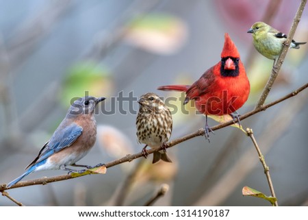 Four Different Songbirds Perched on Branch  ストックフォト © 