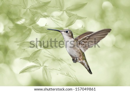 Solo Flight of the Hummingbird