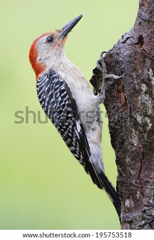 Red-Bellied Woodpecker on Log